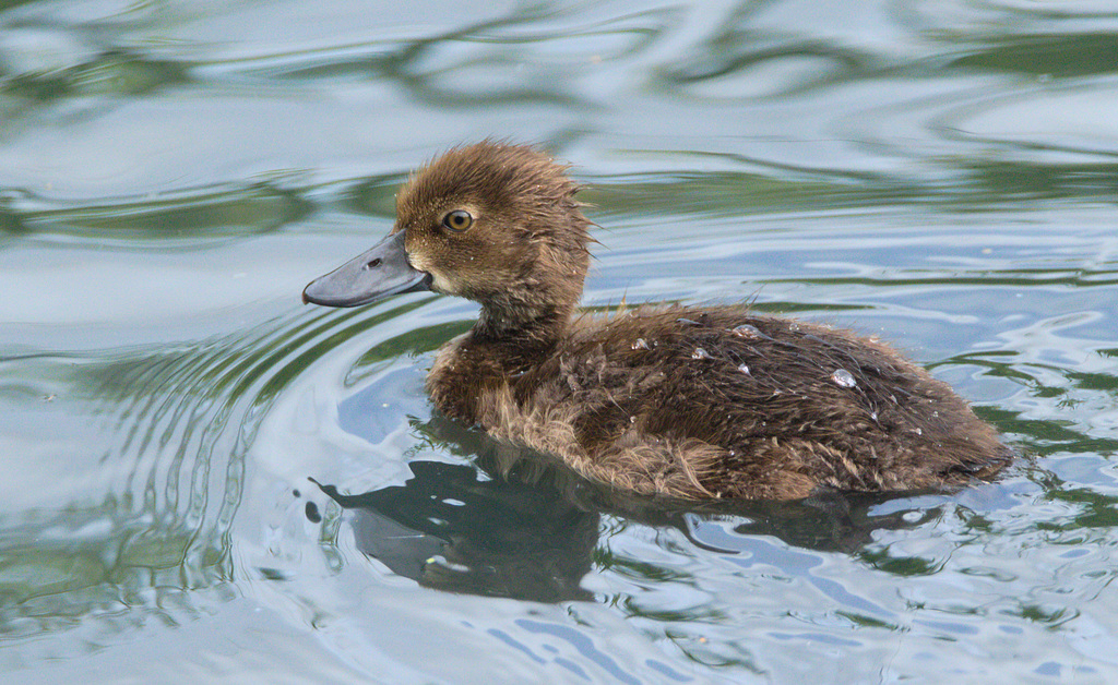 DuckEF7A9986