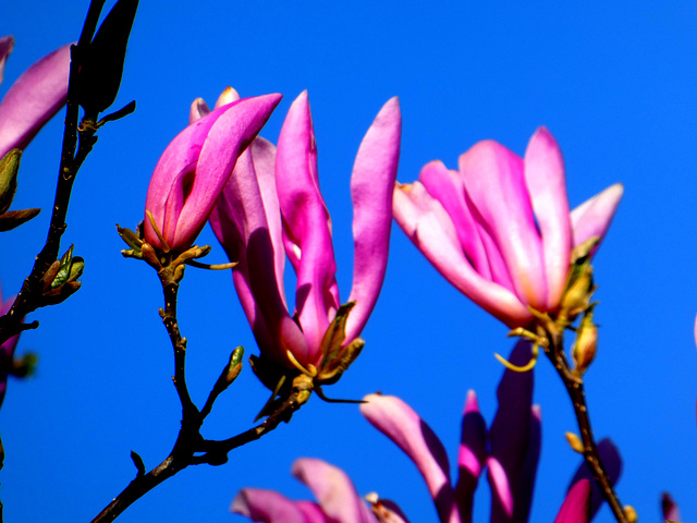 Magnolia voor korte duur.