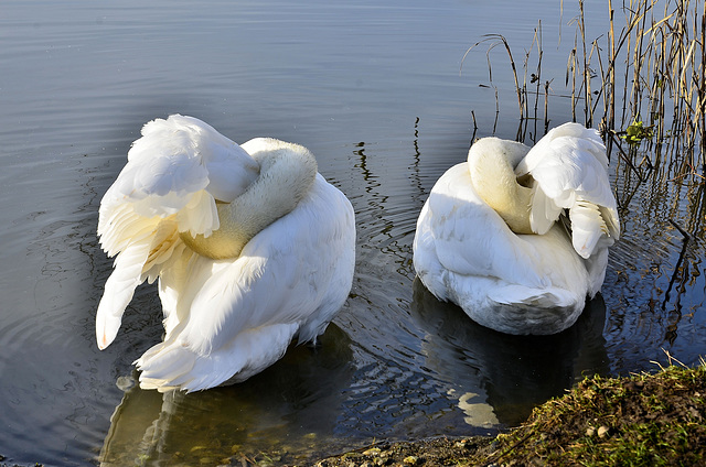 Preening Time (Mute Swans)   /   Feb 2016