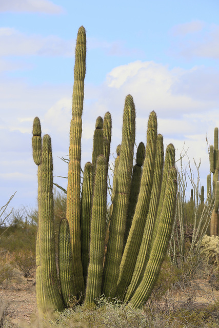 Organ Pipe Cactus