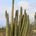 Organ Pipe Cactus