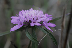 Scabiosa atropurpurea, Saudades, Flor-de-viúva, Dipsacales