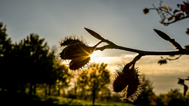 Herbstfrüchte