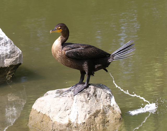 c'est lait...pardon laid