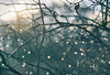 Winter Branches and Dewdrops: Carpathian Morning Bokeh