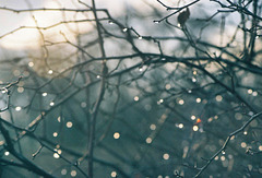 Winter Branches and Dewdrops: Carpathian Morning Bokeh