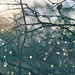 Winter Branches and Dewdrops: Carpathian Morning Bokeh