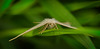 Der Heidelbeer-Kleinspanners (Scopula ternata) hat sich im Gras versteckt :)) The blueberry moth (Scopula ternata) is hiding in the grass :))  La pyrale des bleuets (Scopula ternata) se cache dans l'herbe :))