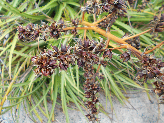 DSCN1346 - fruto do gravatá Dyckia encholirioides, Bromeliaceae