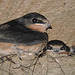 Barn Swallows