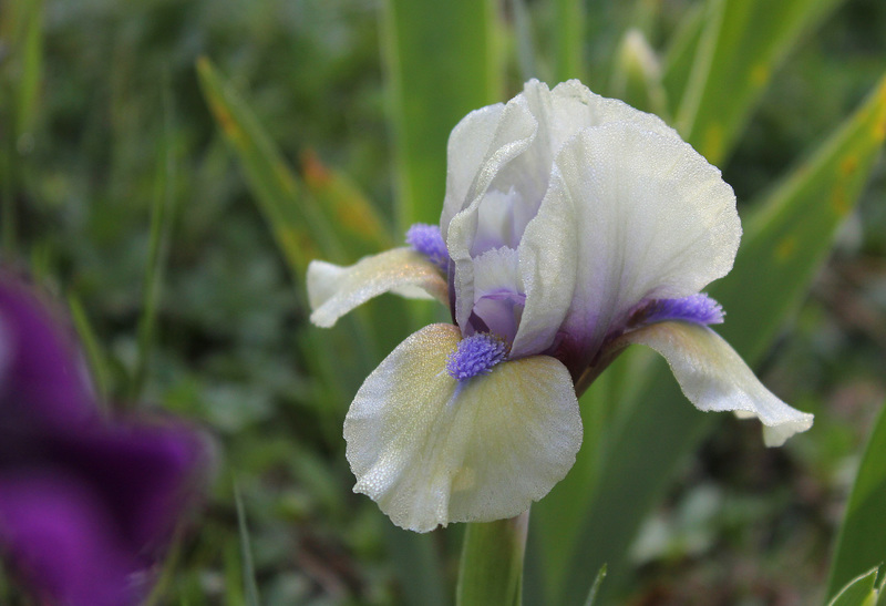 Iris SDB Blue Eyed Boy (2)