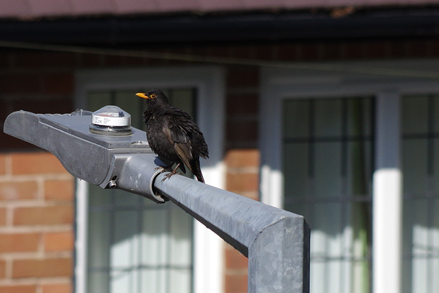 An early Blackbird