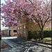 Jericho School cherry tree