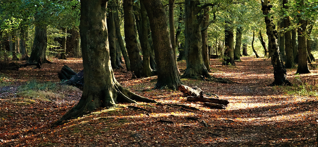 The Peace And Beauty Of Gosforth Wood. Newcastle