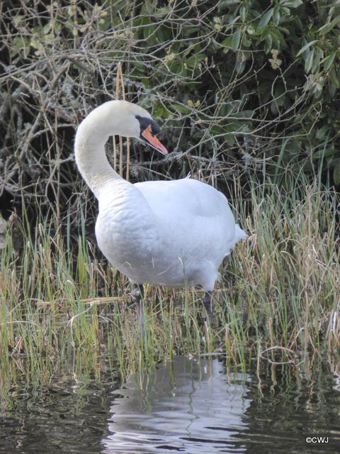 Blairs Loch Swan