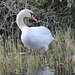 Blairs Loch Swan