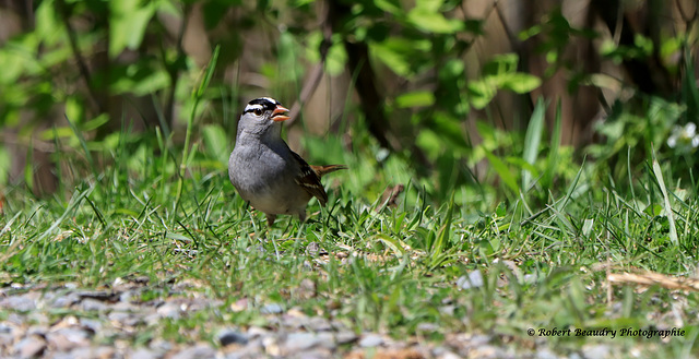 Bruant à couronne blanche