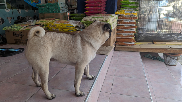 Kasty boxer face funny dog (1)