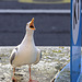 EOS 90D Peter Harriman 06 58 42 04609 hookieDramaQueen dpp