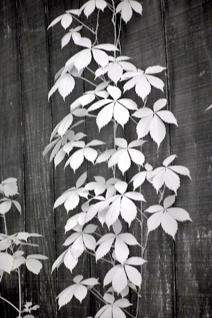 Virginia creeper on the barn Virginia creeper on the barn