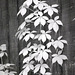 Virginia creeper on the barn