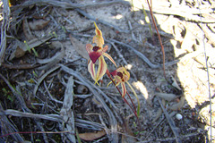 Heart lip  spider orchid Monarto Con Park