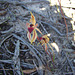 Heart lip  spider orchid Monarto Con Park