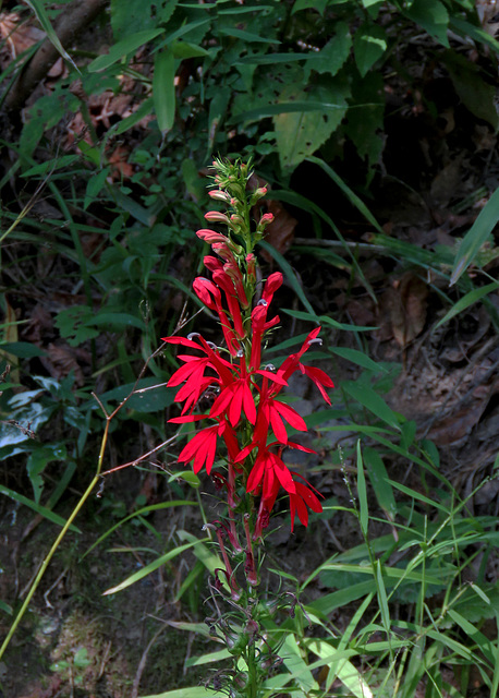 Cardinal Flower