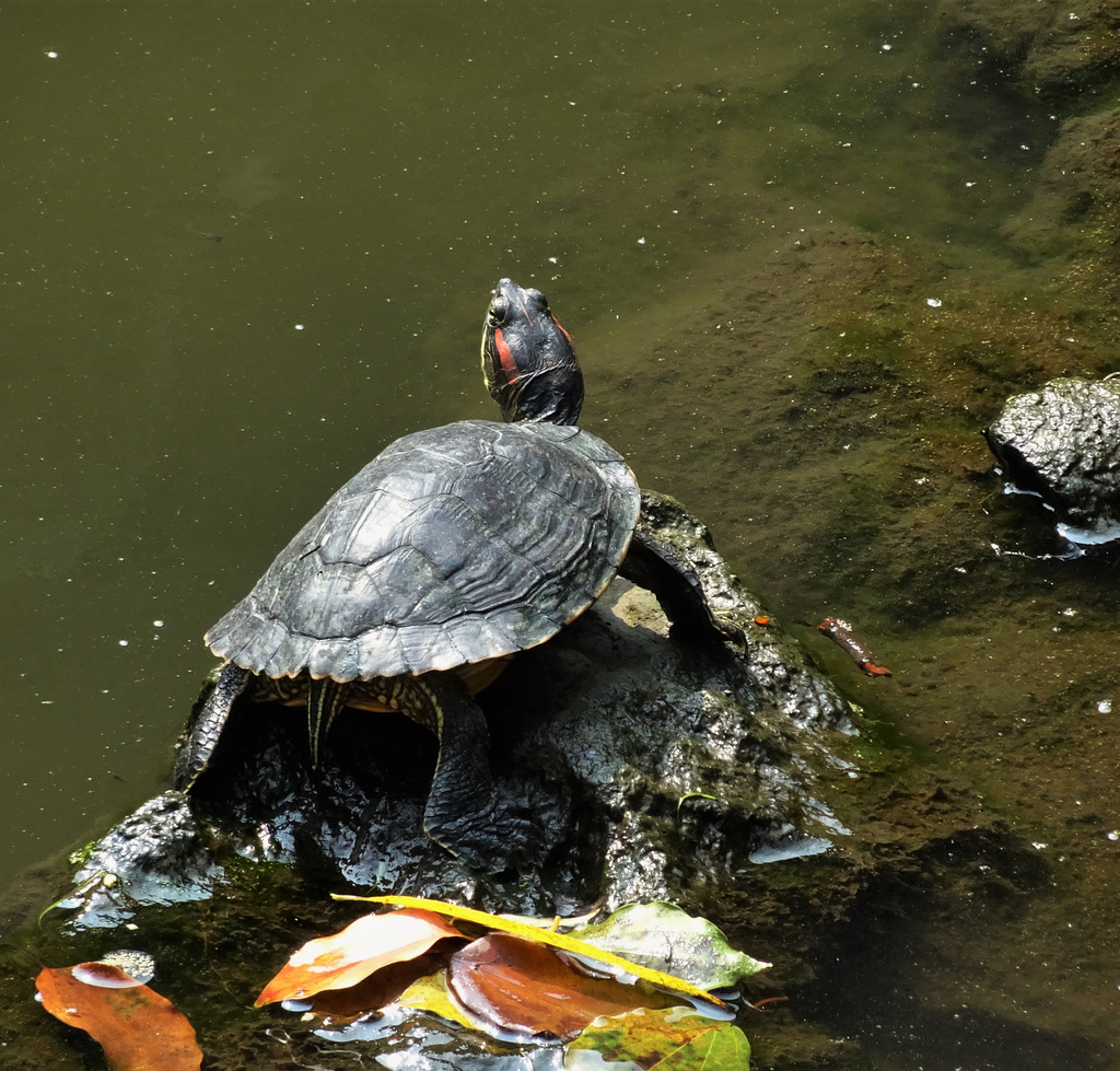 Turtle basking