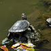 Turtle basking