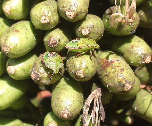 Green Insects