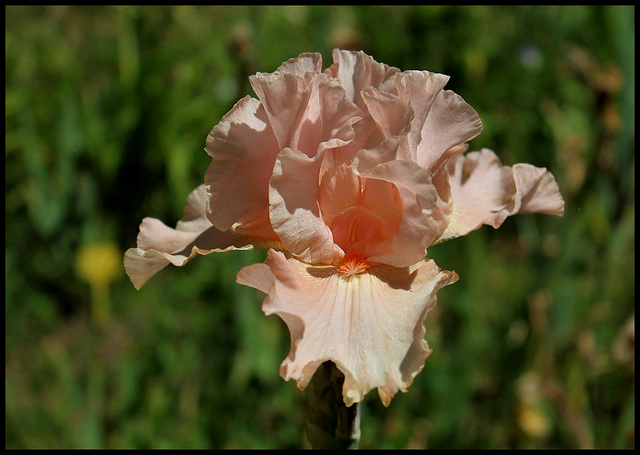 Buisson de Roses