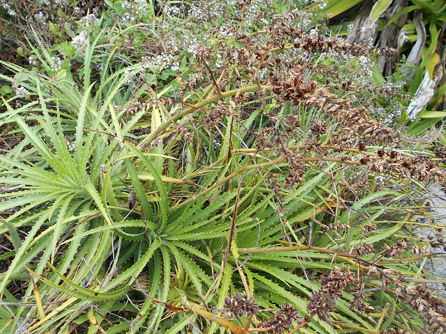 DSCN1347 - gravatá Dyckia encholirioides, Bromeliaceae