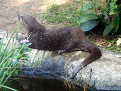 DSCN9591a - lontra-neotropical Lontra longicaudis, Mustelidae