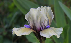 Iris SDB Blue Eyed Boy (3)