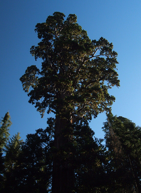 Reaching for the Sky