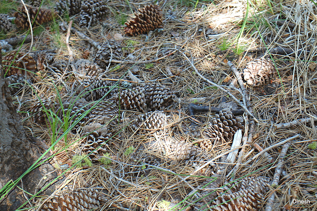 On the forest floor