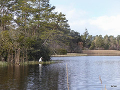 Blairs Loch Swan