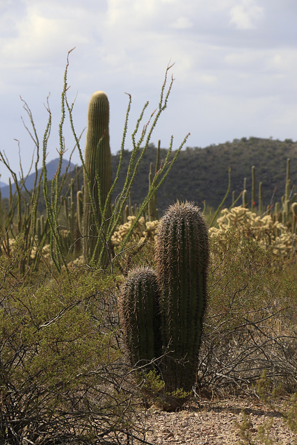 Barrel Cacti