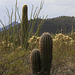 Barrel Cacti