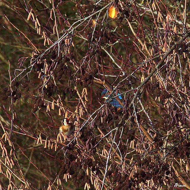 Deux oiseaux en une