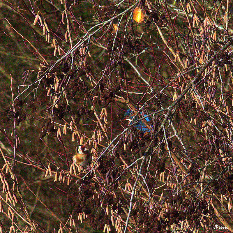 Deux oiseaux en une