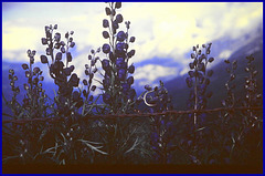 Poison......Mountain Aconitum