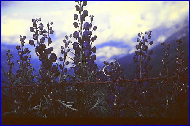 Poison......Mountain Aconitum