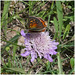 Cuivré commun ( Lycaena phlaeas )