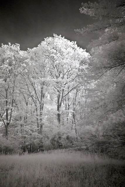 Infrared tree pictures are an addiction