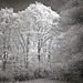 Infrared tree pictures are an addiction