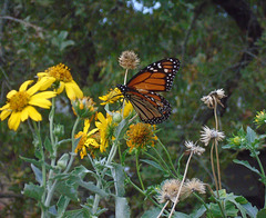 2 MONARCHS TODAY THE REAR FLOCK SHEPARDS 2 MONARCHS TODAY THE REAR FLOCK SHEPARDS