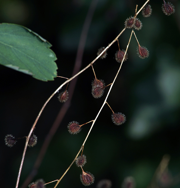 Burrs macro