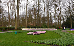 Blumen im Keukenhof